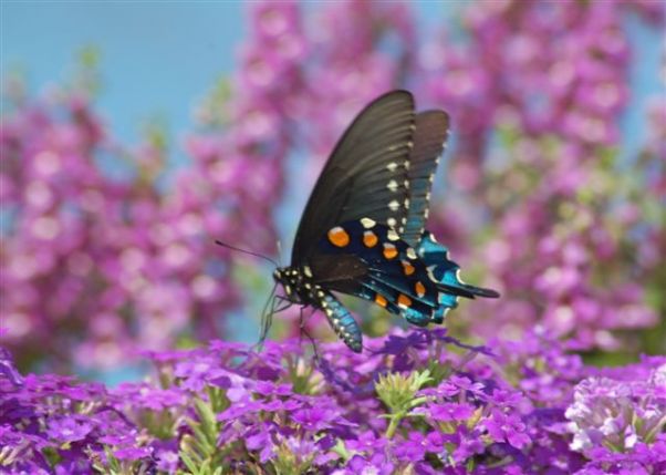  photo by Greg Markway