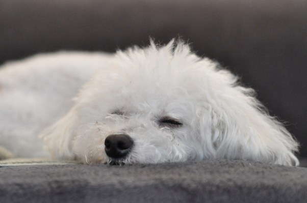 Larry loves to dream, big or small, it doesn't matter