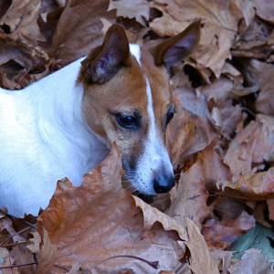 Photo by macinate via Flickr Creative Commons