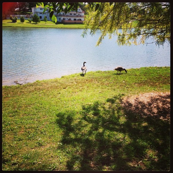 d4462984085e11e3896522000a9f15e3_7