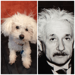 my_collage_by_Fuzel-2