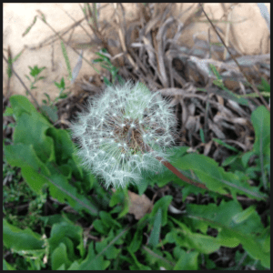 my_collage_by_Fuzel-3