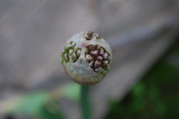 chive heart